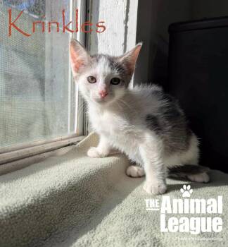 Rescue Domestic Short Hair Cats for Adoption in Groveland, Florida - Krinkles | PetCurious
