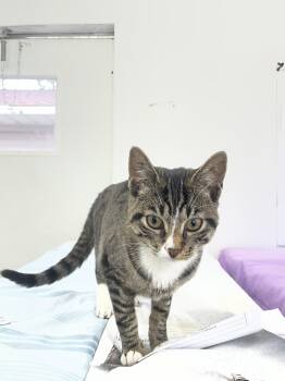 Maizy -  Domestic Short Hair Cat for Adoption in Trenton, New Jersey - Maizy | PetCurious