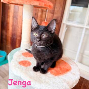 Jenga -  Domestic Short Hair Cat for Adoption in Woodstock, Virginia - Jenga | PetCurious