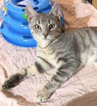 Rescue Tabby and Domestic Short Hair Cats for Adoption in Spring City, Pennsylvania - Baloo | PetCurious