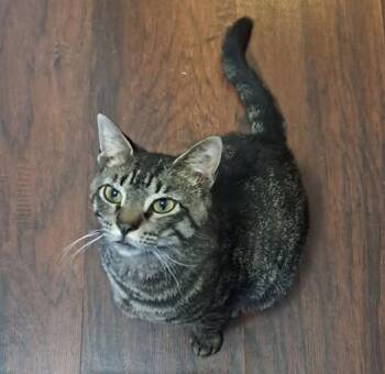 Domestic Short Hair Cats Available for Adoption - Rooney | PetCurious