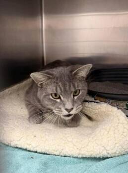 Domestic Short Hair Cats Available for Adoption in Annapolis, Maryland - Donatello | PetCurious