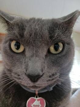 GRAY-girl (Russian blue) VIDEO LAP KITTY -  Russian Blue Cat for Adoption in Port Orange, Florida - GRAY-girl (Russian Blue) VIDEO LAP KITTY | PetCurious
