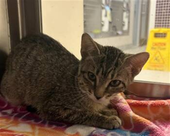KIT -  Domestic Long Hair Cat for Adoption in Houston, Texas - KIT | PetCurious