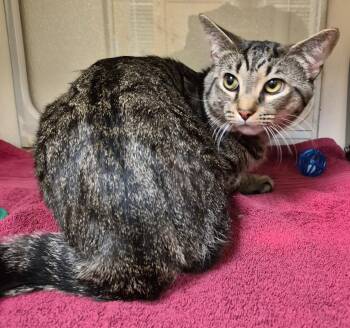 Domestic Short Hair Cats Available for Adoption in Christiansburg, Virginia - Skar | PetCurious