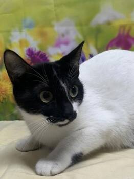 Domestic Short Hair Cats Available for Adoption in San Antonio, Texas - Cookie | PetCurious