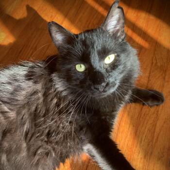 Rescue Domestic Long Hair Cats for Adoption in Buffalo, New York - Nash | PetCurious