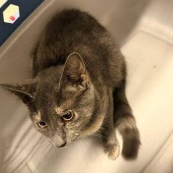 Flint -  Domestic Short Hair Cat for Adoption in Horn Lake, Mississippi - Flint | PetCurious