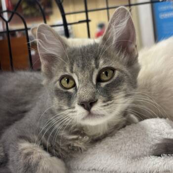 Sisca -  Domestic Short Hair Cat for Adoption in Sonora, California - Sisca | PetCurious