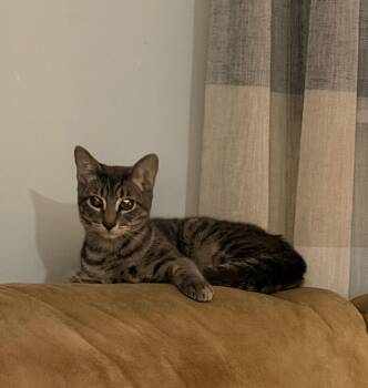 Rescue Domestic Short Hair Cats for Adoption in Syosset, New York - Olive & Church | PetCurious