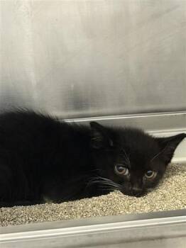 Mookie -  American Shorthair and Domestic Short Hair Cat for Adoption in Largo, Florida - Mookie | PetCurious