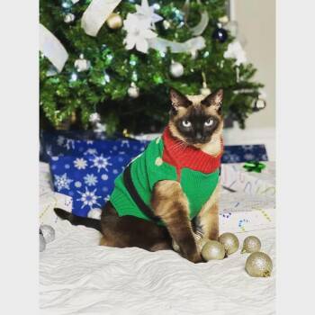 Coco (Courtesy Post) -  Siamese Cat for Adoption in Lemoyne, Pennsylvania - Coco (Courtesy Post) | PetCurious