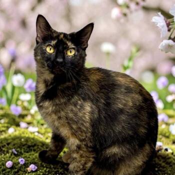 Marble -  Domestic Short Hair Cat for Adoption in Bentonville, Arkansas - Marble | PetCurious