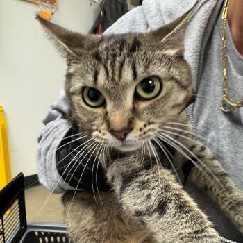 Sassy -  Domestic Short Hair Cat for Adoption in York, Pennsylvania - Sassy | PetCurious