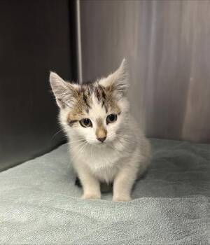 FRUITY PEBBLES* -  Domestic Short Hair Cat for Adoption in Santa Cruz, California - FRUITY PEBBLES* | PetCurious