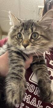 Luisa -  Domestic Short Hair Cat for Adoption in East Brookfield, Massachusetts - Luisa | PetCurious