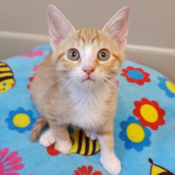 John -  Domestic Short Hair Cat for Adoption in Marshfield, Wisconsin - John | PetCurious