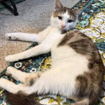 Julian -  Tabby and Domestic Medium Hair Cat for Adoption in Newark, New Jersey - Julian | PetCurious