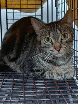 Rescue Domestic Short Hair Cats for Adoption in Fort Lauderdale, Florida - A2445636 | PetCurious