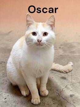 Oscar -  Domestic Short Hair Cat for Adoption in Weems, Virginia - Oscar | PetCurious