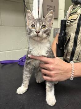 SAM -  Domestic Short Hair Cat for Adoption in Minneapolis, Minnesota - SAM | PetCurious