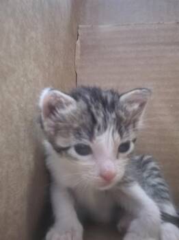 JOSEFINA -  Domestic Medium Hair Cat for Adoption in Dallas, Texas - JOSEFINA | PetCurious
