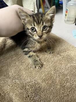 PUFFER FISH -  Domestic Short Hair Cat for Adoption in Jacksonville, Florida - PUFFER FISH | PetCurious