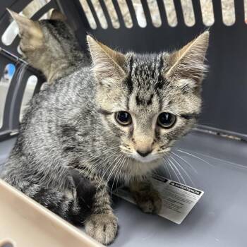 Miss Whiskers -  Domestic Short Hair Cat for Adoption in Webster, Texas - Miss Whiskers | PetCurious