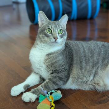 Greyson (bonded with Pippi) -  Domestic Short Hair and Tabby Cat for Adoption in Fort Worth, Texas - Greyson (bonded With Pippi) | PetCurious