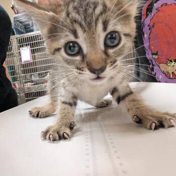 Gogo -  Domestic Short Hair Cat for Adoption in Titusville, Florida - Gogo | PetCurious
