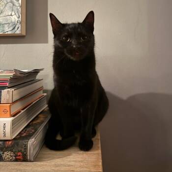 Domestic Short Hair Cats Available for Adoption - Gretta | PetCurious