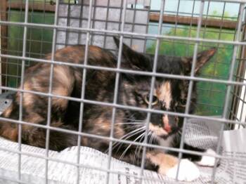 Domestic Short Hair Cats Available for Adoption in Houston, Texas - A2068590 | PetCurious