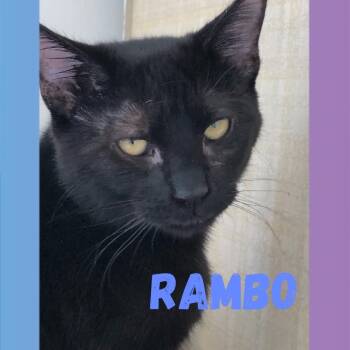 Rescue Domestic Short Hair Cats for Adoption in Midland, Texas - Rambo | PetCurious