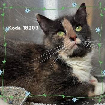 Koda -  Domestic Medium Hair Cat for Adoption in New York, New York - Koda | PetCurious
