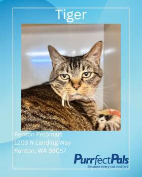 Tiger -  Domestic Short Hair Cat for Adoption in Arlington, Washington - Tiger | PetCurious