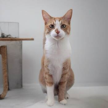Domestic Short Hair Cats Available for Adoption - Michi | PetCurious