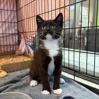 Baptiste -  Domestic Short Hair Cat for Adoption in Lynchburg, Virginia - Baptiste | PetCurious