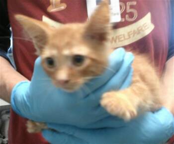 A478173 -  Domestic Long Hair Cat for Adoption in Oklahoma City, Oklahoma - A478173 | PetCurious