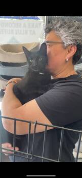 Cleo -  Domestic Short Hair Cat for Adoption - Cleo | PetCurious