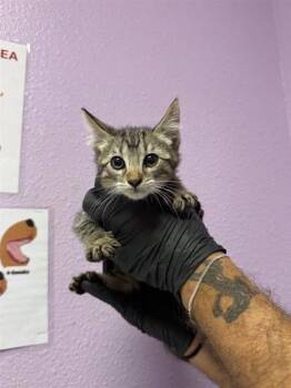 Domestic Short Hair Cats Available for Adoption in El Paso, Texas - 61054114 | PetCurious