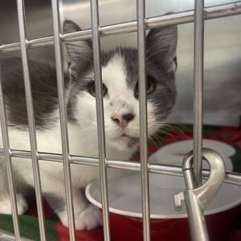 Pudge -  Domestic Short Hair Cat for Adoption in Newark, New Jersey - Pudge | PetCurious