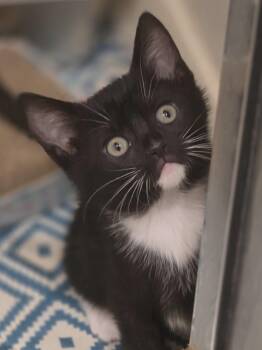 Gia -  Domestic Short Hair Cat Available for Adoption in Bristol, Tennessee - Gia | PetCurious