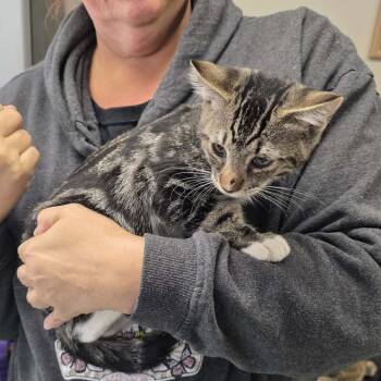 MILO -  Domestic Short Hair Cat for Adoption in Willows, California - MILO | PetCurious