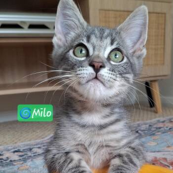 ADOPTION EVENT, Saturday 10/24 12pm-3pm -  Siamese and Ragdoll Cat for Adoption in Yorba Linda, California - ADOPTION EVENT, Saturday 10/24 12pm-3pm | PetCurious