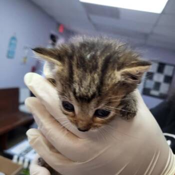 Domestic Short Hair Cats Available for Adoption in Fort Walton Beach, Florida - MEREDITH GREY | PetCurious
