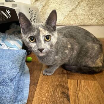 Mama Patches - City of Industry Location -  Domestic Short Hair Cat for Adoption in Chino Hills, California - Mama Patches - City Of Industry Location | PetCurious