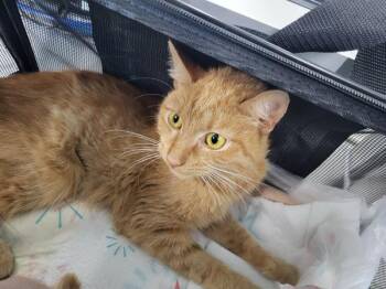 Sf 9 Simba -  Domestic Short Hair Cat for Adoption in Lawrenceville, Georgia - Sf 9 Simba | PetCurious