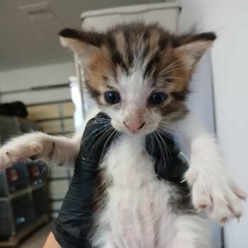 Domestic Short Hair Cats Available for Adoption - Luma | PetCurious