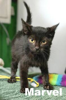 Rescue Domestic Short Hair Cats for Adoption in Macomb, Illinois - Marvel | PetCurious