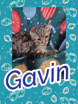 Rescue Domestic Short Hair Cats for Adoption in Bendersville, Pennsylvania - Gavin | PetCurious